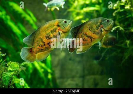 Tigeroskar-Fische (Astronotus ocellatus). Diese Kreaturen sind natürliche Raubtiere, die im Amazonas beheimatet sind und als Haustiere gehalten werden. Stockfoto