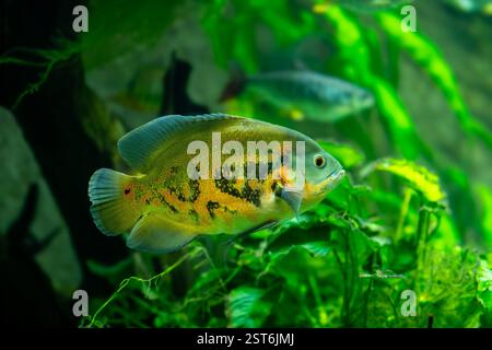 Tigeroskar-Fische (Astronotus ocellatus). Diese Kreaturen sind natürliche Raubtiere, die im Amazonas beheimatet sind und als Haustiere gehalten werden. Stockfoto