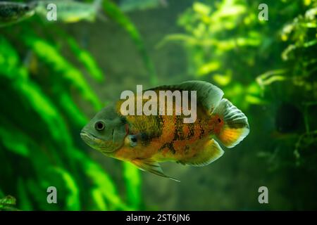 Tigeroskar-Fische (Astronotus ocellatus). Diese Kreaturen sind natürliche Raubtiere, die im Amazonas beheimatet sind und als Haustiere gehalten werden. Stockfoto