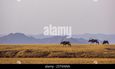 Eine kleine Herde von Gemsbok Oryx, die durch die trockene Savanne am Rande der Namib-Wüste spaziert, mit den Naukluft-Bergen in der Ferne Stockfoto