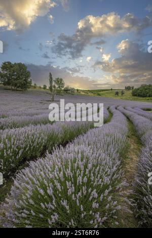 Schöner Sommerabend in einem Lavendelfeld. Große blaue Lavendelsträucher, die in einem Anbaugebiet blühen. Landschaftsaufnahme bei Sonnenuntergang am Lake Balaton, Hun Stockfoto