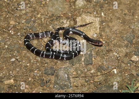 Reptilien, Schlangen, Indische Crait Cremonou Bungarus Caeruleus Stockfoto