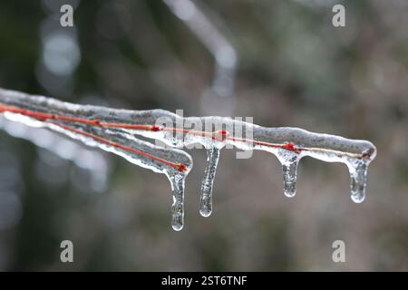 Eisbedeckte Weidenzweige in einem Garten nach einem Wintereissturm. Stockfoto