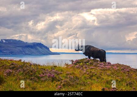 Hochlandkuh auf Ulva, Isle of Mull, Innere Hebriden, Schottland, Vereinigtes Königreich Stockfoto