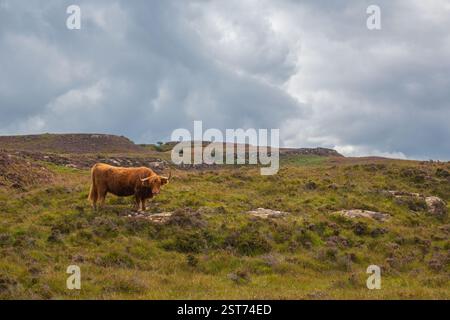 Hochlandkuh auf Ulva, Isle of Mull, Innere Hebriden, Schottland, Vereinigtes Königreich Stockfoto