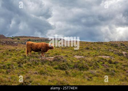 Hochlandkuh auf Ulva, Isle of Mull, Innere Hebriden, Schottland, Vereinigtes Königreich Stockfoto