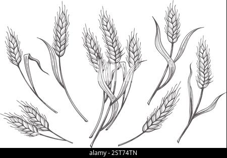 Handgezogenes Weizenohr Stock Vektor