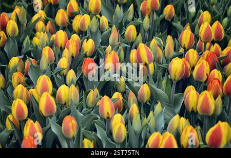Floraler Hintergrund der roten und gelben Tulpen. Wunderschönes frisches und lebhaftes Gelb und ein roter Tulpenbund. Stockfoto