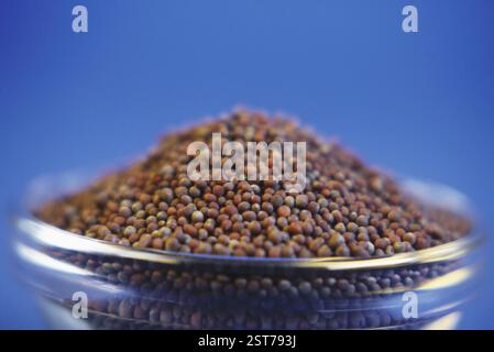 Pulse, schwarze Senfsamen (Brassica nigra), indien Stockfoto