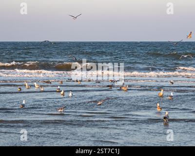 Verschiedene Möwen tummeln sich in den flachen Gewässern der Ostseeküste bei Travemünde Stockfoto