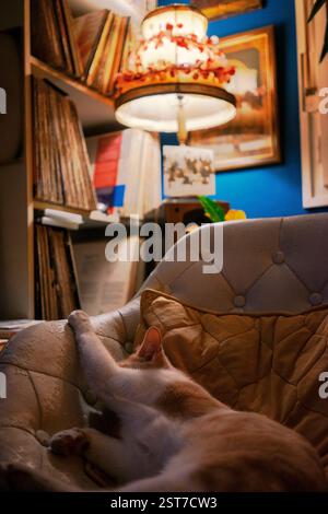 Eine Katze liegt auf einem bequemen Sessel im Wohnzimmer neben einem Kleiderschrank mit Schallplatten und einer alten Lampe. Stockfoto