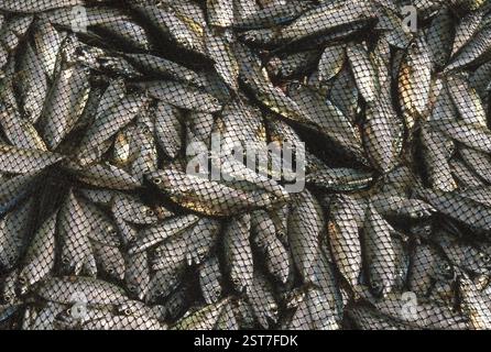 Nicht vegetarisch, frisch gefangener toter Fisch am Strand von Net Chivla, Malvan, konkan, maharashtra, indien Stockfoto