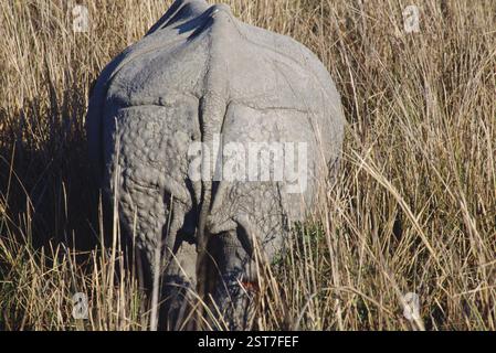 One Horn Rhinoceros (Rhinoceros unicornis), Kaziranga National Park, Assam, indien Stockfoto