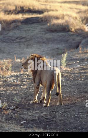 Löwe (Panthera Leo), GIR-Nationalpark, Gujarat, Indien, Asien Stockfoto