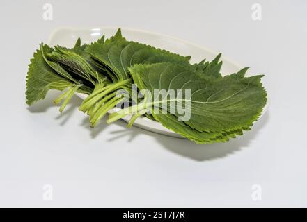 Frische grüne Sesamblätter, ordentlich auf einer weißen Platte angeordnet Stockfoto