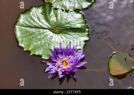Aus nächster Nähe eine lila Seerose in Blüte zwischen grünen Blättern, die auf dem Wasser schwimmen Stockfoto