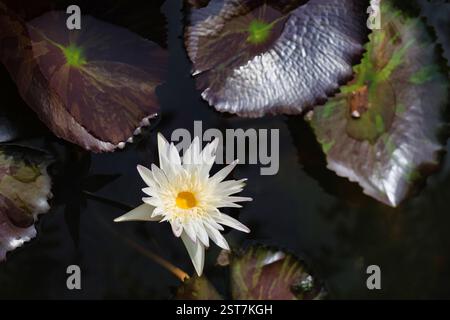 Nahaufnahme der weißen Seerosenblume, die auf dem Wasser schwimmt, horizontal Stockfoto