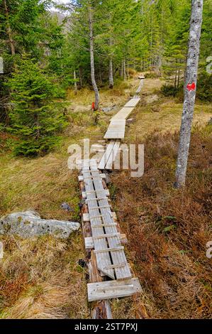 Ein Holzsteg schlängelt sich durch einen lebendigen Wald, umgeben von hoch aufragenden Bäumen und sanften Erdtönen, lädt zur Erkundung und Ruhe ein. Stockfoto