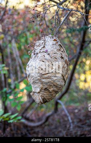 Ein Paper Wasp Nest, das am Ende eines Zweiges im U.S. National Arboretum in Washington, D.C. gebaut wurde Stockfoto