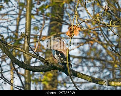 Eurasian Jay, Garrulus glandarius, ein Mitglied der Krähenfamilie, der auf einem Ast in Gosforth, Großbritannien, sitzt Stockfoto