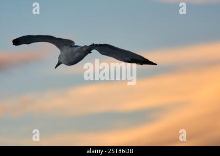 Eine Möwe schwebt bei Sonnenuntergang durch den Himmel, ihre Flügel sind weit ausgebreitet vor einem warmen orange-blauen Hintergrund. Ein friedlicher Moment, der die Schönheit von na einfängt Stockfoto