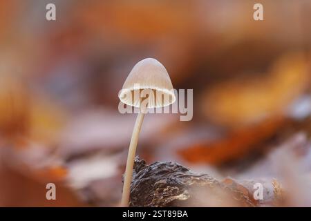 Nahaufnahme einer gemeinsamen Haube, die in den Herbstwald wächst (Mycena galericulata) Stockfoto