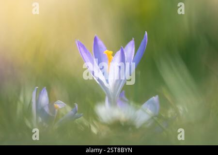 Krokusse auf der Wiese Stockfoto