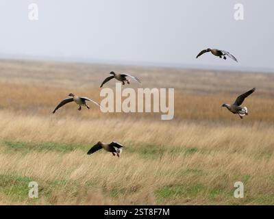 Rotfußgänse, Anser brachyrhynchus, Gruppe der Vögel im Flug, Lancashire, Februar 2025 Stockfoto