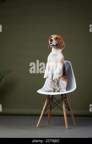 Ein Beagle sitzt bequem auf einem modernen weißen Stuhl vor einer grünen Wand. Das stilvolle und minimalistische Ambiente unterstreicht das elegante Aussehen des Hundes. Stockfoto
