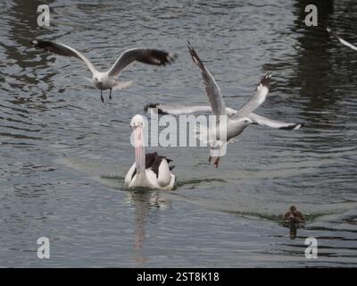 Ein Pelikan schwimmt auf dem Seewasser, während Möwen und andere Vögel um ihn herum fliegen und herumflattern Stockfoto