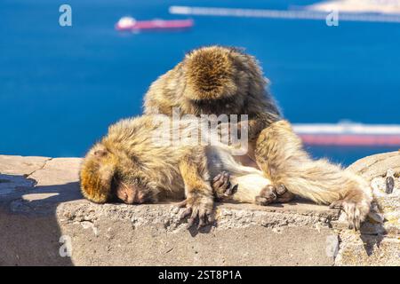 Affen auf Gibraltar, britischem Überseegebiet und Stadt auf der Iberischen Halbinsel. Zwei Berbermakaken, die sich auf einer Steinmauer über dem Looki pflegen Stockfoto