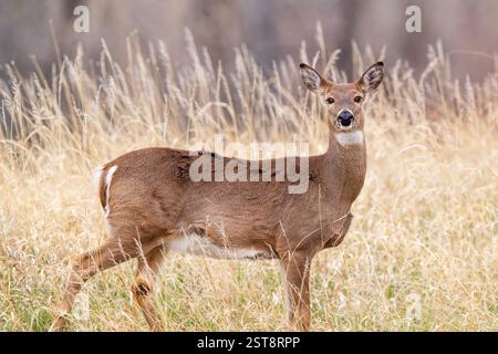 Eine hübsche Hirschkuh oder Weibchen, hält an und schaut den Betrachter an, während er durch ein Feld geht. Nahbeobachtung während der Frühjahrssaison. Stockfoto