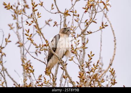Frontalansicht eines Rotschwanzfalken im frühen Frühjahr, der auf einem aufblühenden Baum vor hellem Himmel sitzt. Nahansicht. Stockfoto