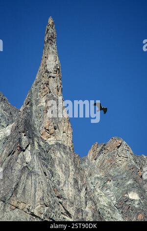 FRANKREICH. ISERE, 38, NATIONALPARK ECRINS, VENEON VALLEY, LA BERARDE, DIBONA PEAK, GOLDEN EAGLE, AQUILA CHRYSAETOS. AM 21. JUNI 2024 WURDE EIN HOCHWASSER IN BETRACHT GEZOGEN Stockfoto