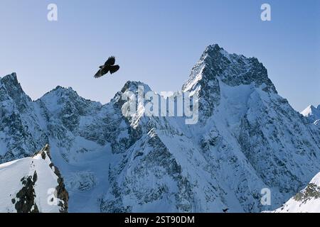 FRANKREICH. ISERE (38) NATIONALPARK ECRINS, VENEON VALLEY, LA BERARDE, AIGUILLE DU PLAT DE LA SELLE, GELBSCHNABELENTE, PYRRHOCORAX GRACULUS. AM 21. JUNI Stockfoto
