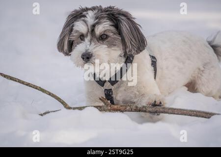 Der süße, kleine, schwarz-weiße Havanese-Hund spielt mit dem Stock im Schnee. Stockfoto