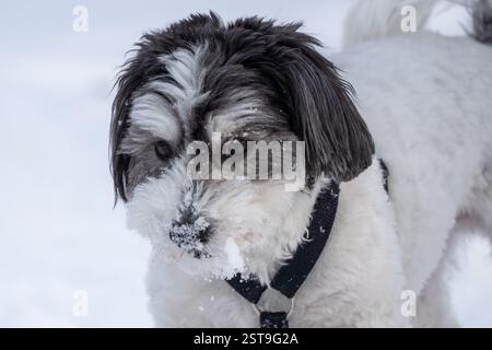 Nahaufnahme Porträt eines süßen schwarz-weißen Havaneshunds an einem verschneiten Tag. Stockfoto