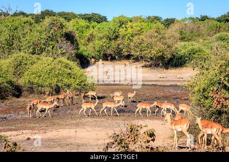 Herde von Impalas im Chobe-Nationalpark in Botswana Stockfoto