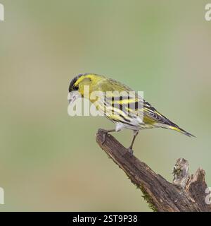 Siskin (Carduelis spinus), männlich sitzend auf einem mit Moos bewachsenen Zweig, Wilnsdorf, Nordrhein-Westfalen, Deutschland, Europa Stockfoto