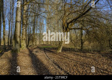 Ein Waldweg ist mit Herbstlaub bedeckt und von hohen Bäumen gesäumt, Isarwiesen Stockfoto