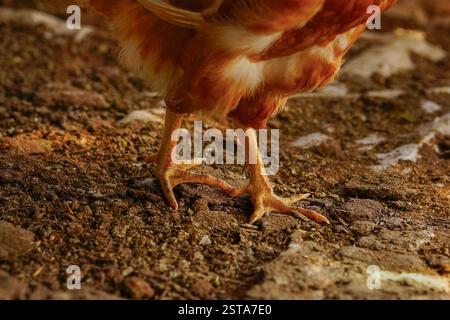 Echte Hühnchenfüße oder Lagen-Hühnchenbeine Nahaufnahme Stockfoto