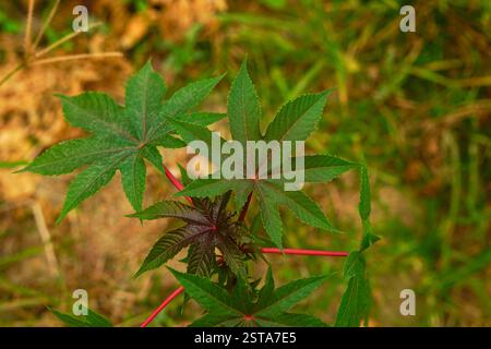 Ricinus communis die sternförmigen Blätter der Rizinusbohne oder Rizinusölpflanze von oben Stockfoto
