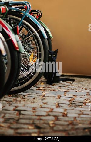 Schwarze Katze sitzt auf der Kopfsteinpflasterstraße neben einer Reihe von Fahrrädern, Herbstszene mit orangefarbenem Hintergrund und Blättern Stockfoto