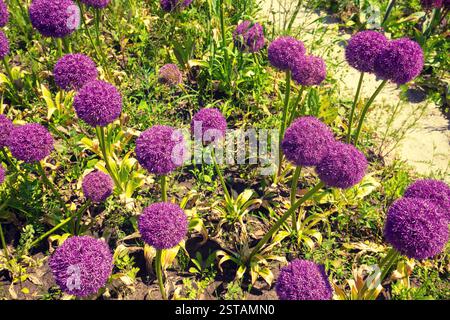 Blühendes Allium im Sommergarten. Blumenhintergrund Stockfoto