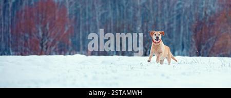 Labrador Retriever Hund läuft im Winter auf dem verschneiten Feld. Horizontales Banner Stockfoto
