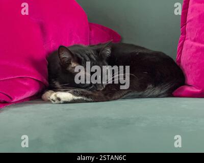 Schwarz mit weißen Füßen und Barthaaren, die auf einem grünen Samtsofa mit hellrosa Kissen schlafen. Stockfoto