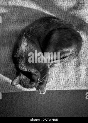 Schwarze Katze, die sich an einem sonnigen Ort auf dem Sofa einrollte. Aufnahme von oben. Stockfoto