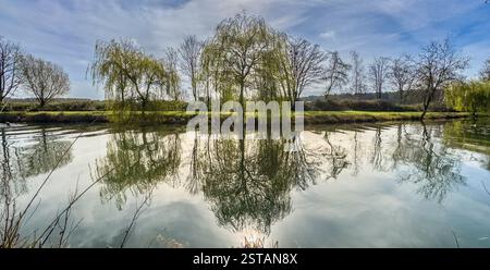 Weidenbäume spiegeln sich auf der ruhigen Oberfläche eines Schwimmteichs unter blauem Himmel. York. North Yorkshire. UK Stockfoto