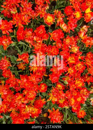Plant view of orange tulips growing in a UK garden Stockfoto