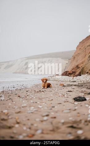 Ein Hund liegt am Strand und blickt auf das Meer. Der Strand ist felsig und der Himmel ist bewölkt Stockfoto